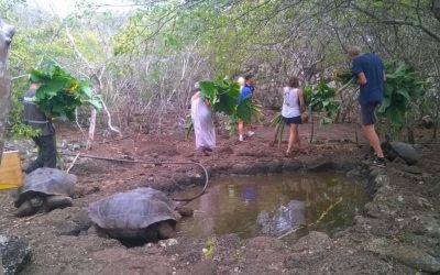 Volunteer in Ecuador: What kinds of projects can I contribute to?