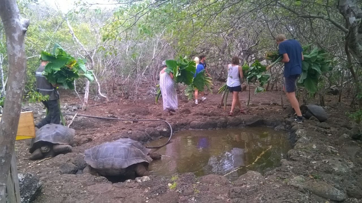 CE_Galapagos_conservation_turtles