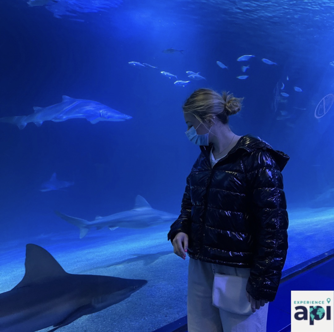 API Alumni Experiences Abroad