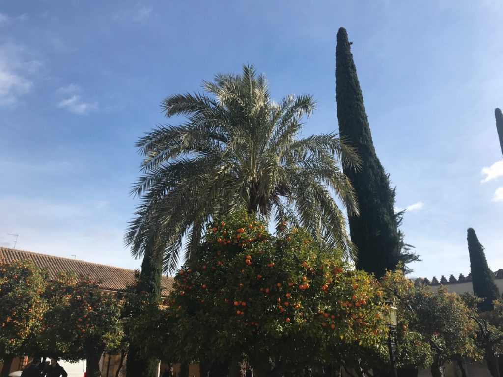 Orange trees in Córdoba