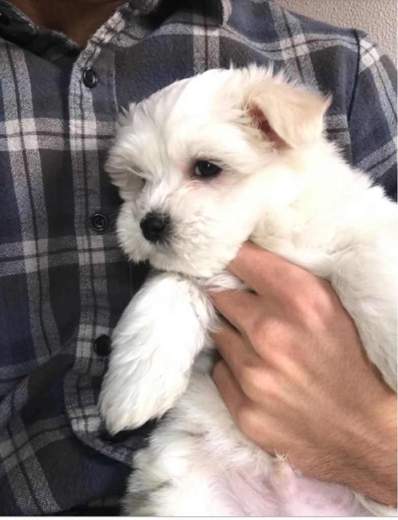 Bambú the Maltese dog