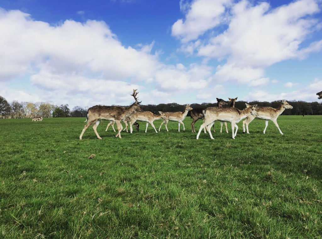 Travel through Ireland, see wildlife